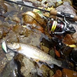 渓流ミノーイング ～九頭竜川水系～